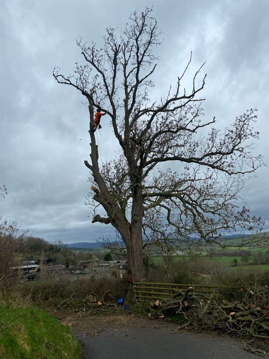 tree surgeons in shropshire and powys